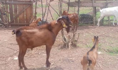 FUTA Introduces Special Breeds of Goats and Sheep In Nigeria