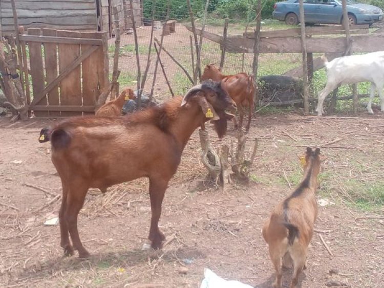 FUTA Introduces Special Breeds of Goats and Sheep In Nigeria
