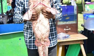 FUTA's Department of Fisheries and Aquaculture Technology Achieves Breakthrough with Cultivation of Giant African Catfish
