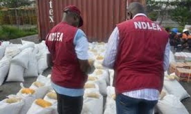 NDLEA Uncover Ten Bags of Cannabis Hidden in Nasarawa School Ceiling