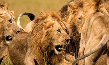 Breaking: Zookeeper Killed by Lion During Feeding at Obafemi Awolowo University