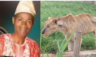 OAU Launches Comprehensive Investigation into Lion Attack Tragedy