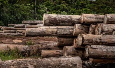 Ondo Varsity Lecturer Warns Against Deforestation