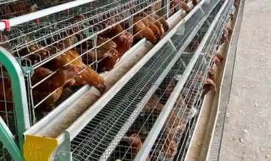 BATNF announces empowerment initiatives for UNILORIN Agric graduates