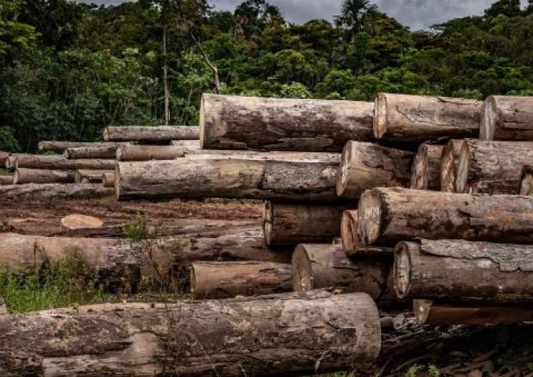 Ondo Varsity Lecturer Warns Against Deforestation