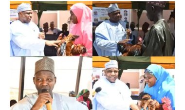 ABU distributes 300 scientifically cross-bred cocks free to Yobe poultry farmers