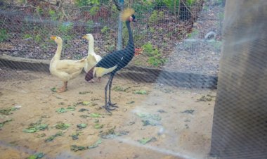 Federal University, Lokoja Inaugurates Zoo to Enhance Practical Learning and Conservation Efforts