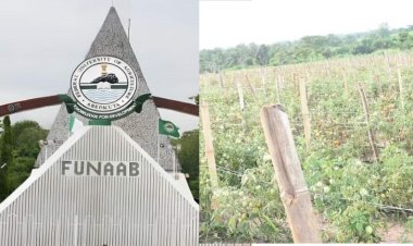 FUNAAB Plants Two Hectares of Tomatoes, Expects Harvest by September
