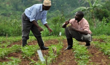 Call for Expanded Agricultural Research Initiatives in Nigerian Tertiary Institutions