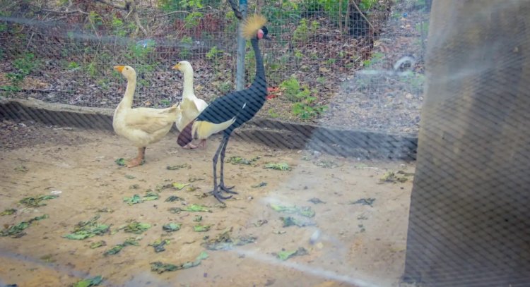 Federal University, Lokoja Inaugurates Zoo to Enhance Practical Learning and Conservation Efforts