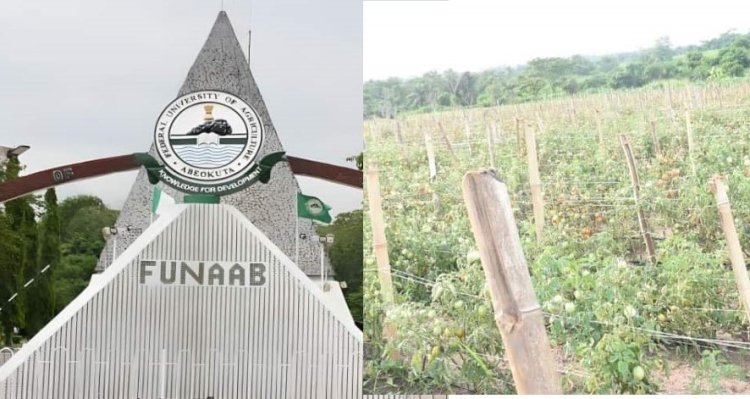 FUNAAB Plants Two Hectares of Tomatoes, Expects Harvest by September