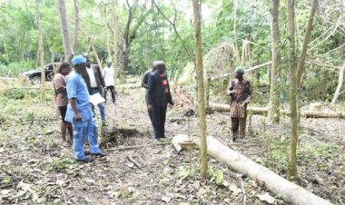 FUNAAB Launches Major Cocoa Planting Project to Boost Revenue