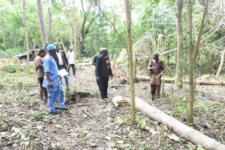 FUNAAB Launches Major Cocoa Planting Project to Boost Revenue