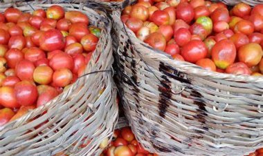 University Professors Urge Government to Eliminate Middlemen in Agriculture to Ensure Food Security