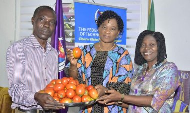 FUTA Expands Cultivation of Eva F1 Tomato, Enhancing Local Agriculture and Food Security