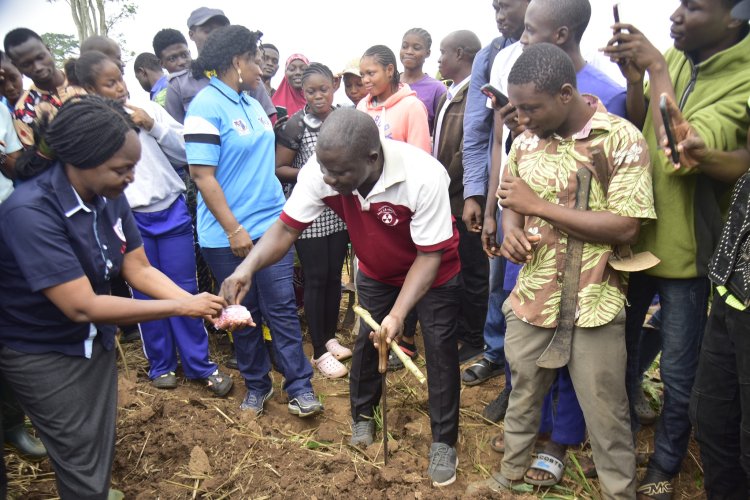 Sustainable Farming Practices Can Eradicate Food Scarcity - FUTA VC