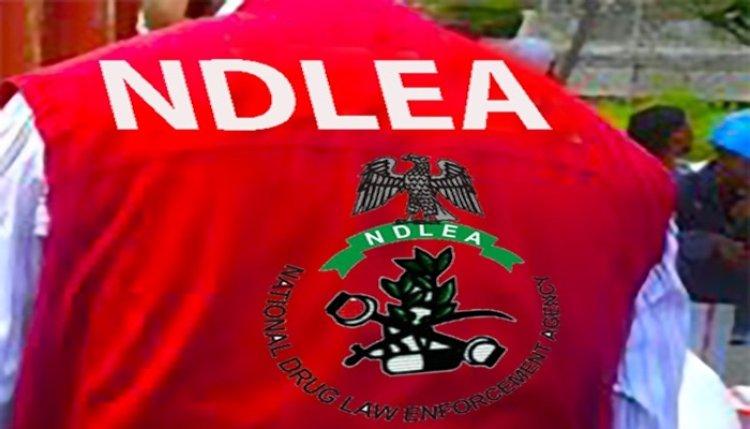 NDLEA Proposes Mandatory Drug Tests for New University Students