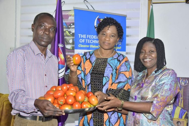 FUTA Expands Cultivation of Eva F1 Tomato, Enhancing Local Agriculture and Food Security