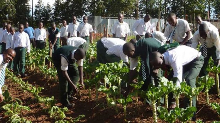 Postagvest Solutions Ltd Partners with Peace and Joy Group of Schools to Equip Students with Agricultural Skills