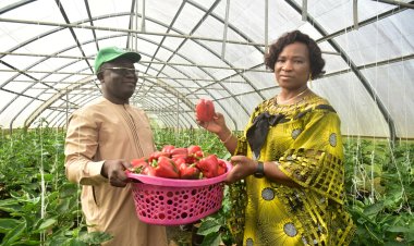 FUTA Set to Train Farmers on Greenhouse Cultivation of High-Yield Bell Peppers