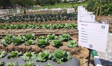 UNIABUJA Launches Vegetable Garden Project
