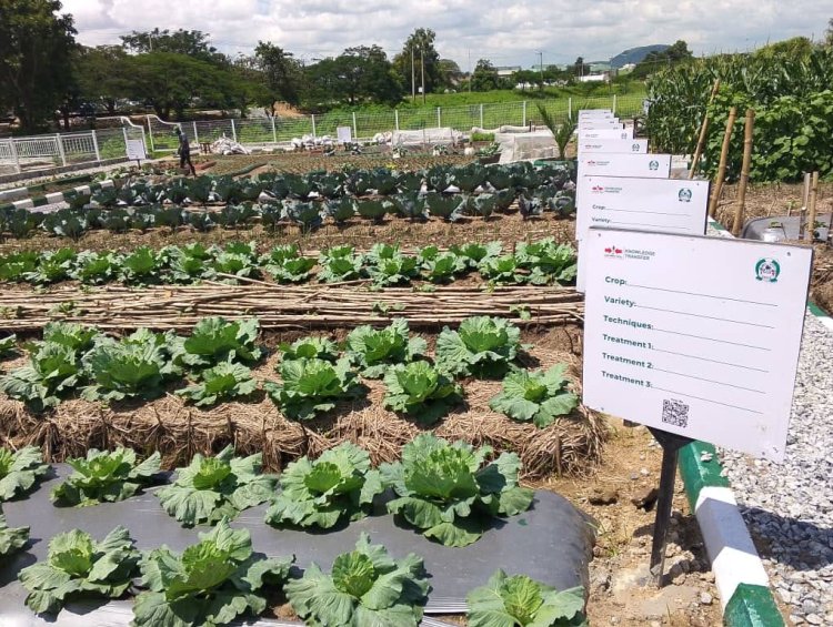 UNIABUJA Launches Vegetable Garden Project