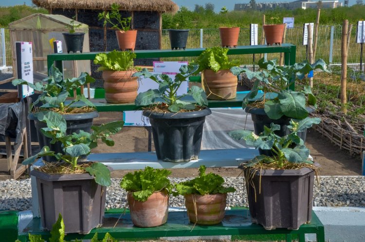 UNIABUJA Launches Thriving Vegetable Garden