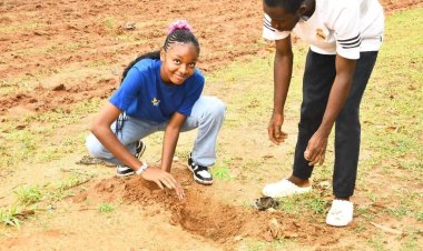 ABU Vice-Chancellor Prof Adamu Ahmed says tree planting has enormous impacts on climate change