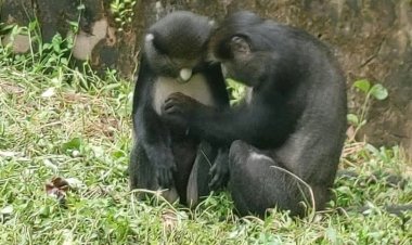 FUNAAB Zoo Park Achieves Captive Breeding Breakthrough with Birth of Baby Putty-Nosed Monkey