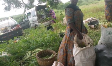 FUNAAB Farmers’ Cooperative Begins Maize Harvest on 6-Hectare Farm