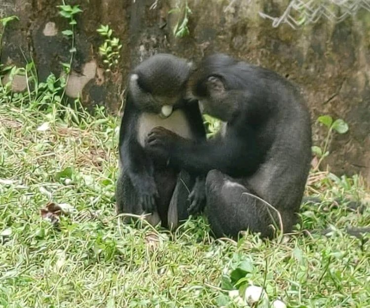 FUNAAB Zoo Park Achieves Captive Breeding Breakthrough with Birth of Baby Putty-Nosed Monkey