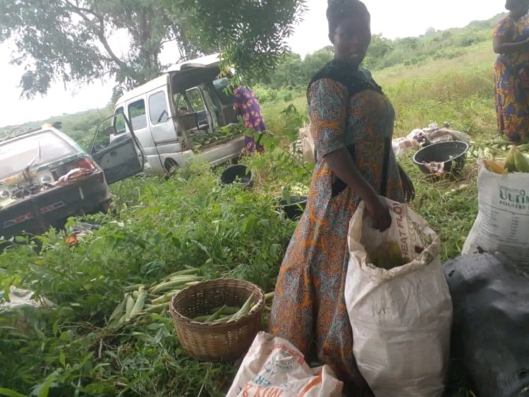 FUNAAB Farmers’ Cooperative Begins Maize Harvest on 6-Hectare Farm