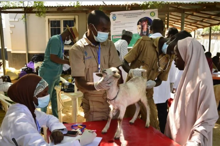 NAMVEMS UNIMAID Chapter Organizes Veterinary Outreach and Charity Drive in Dalori Community