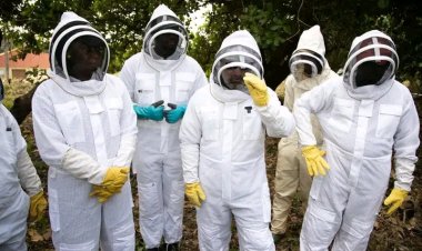 FUNAAB Hosts Hands-On Youth Beekeeping Training Under WAFROEX Partnership