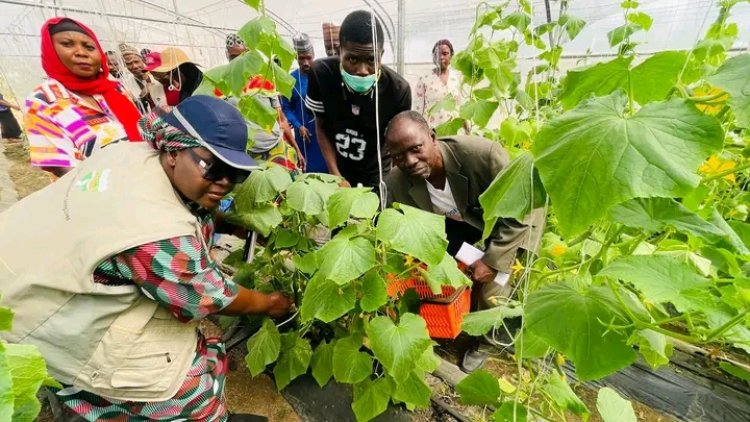 FULokoja Seeks Increased ACReSAL Investment as Screen House Project Marks Second Harvest