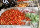 UDUS Students Turn Yaji, Kuli-Kuli into Pepper Substitutes as Prices Soar