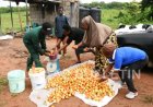 FUNAAB’s COBFAS Records Bumper Tomato Harvest, Expands Food Security Initiative With 8-Hectare Maize Farm