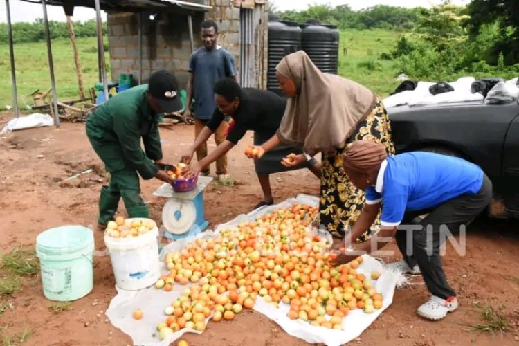 FUNAAB’s COBFAS Records Bumper Tomato Harvest, Expands Food Security Initiative With 8-Hectare Maize Farm