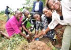 FUTA Expands Teaching and Research Farm with Cocoa, Cassava Planting