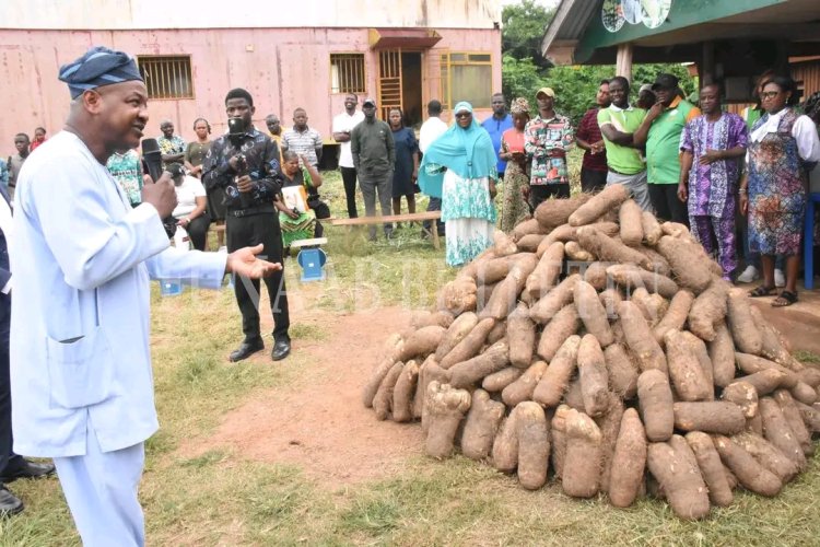 FUNAAB Commences Massive Sales of Newly Harvested Yam Tubers, Other Farm Produce
