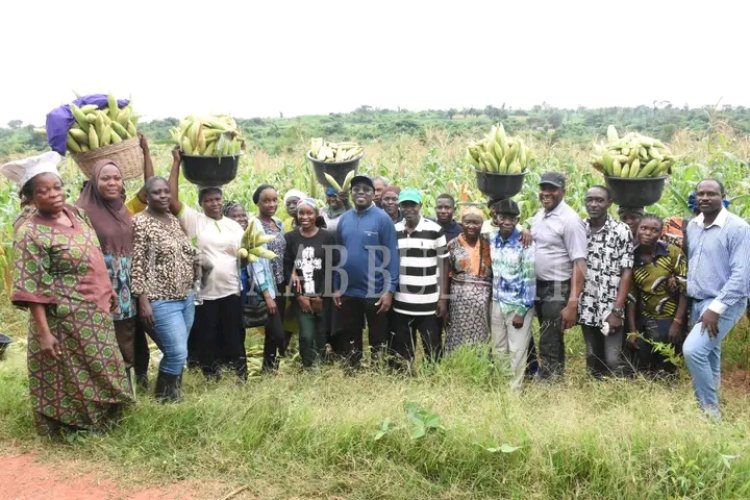 FUNAAB Intensifies Agricultural Revitalisation, Food Security Drive as 8-Hectare Maize Farm Enters Harvest Season