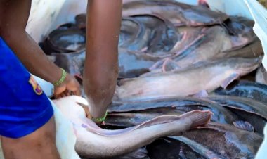 ACU Commences Harvest of Giant Catfish in Major Revenue Drive