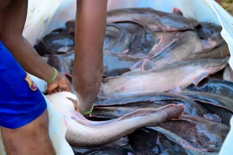 ACU Commences Harvest of Giant Catfish in Major Revenue Drive